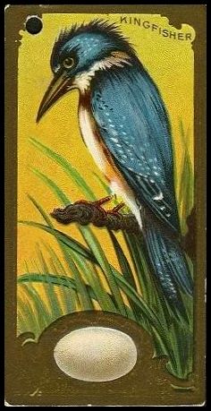 15 Kingfisher
